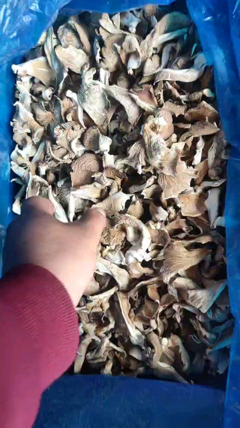 河北平菇/邯郸平菇干平菇/鲜平菇/基地直供品质优大量有货