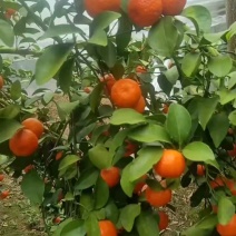 广西阳朔精品砂糖橘柑桔产地直发货量充足量大从优