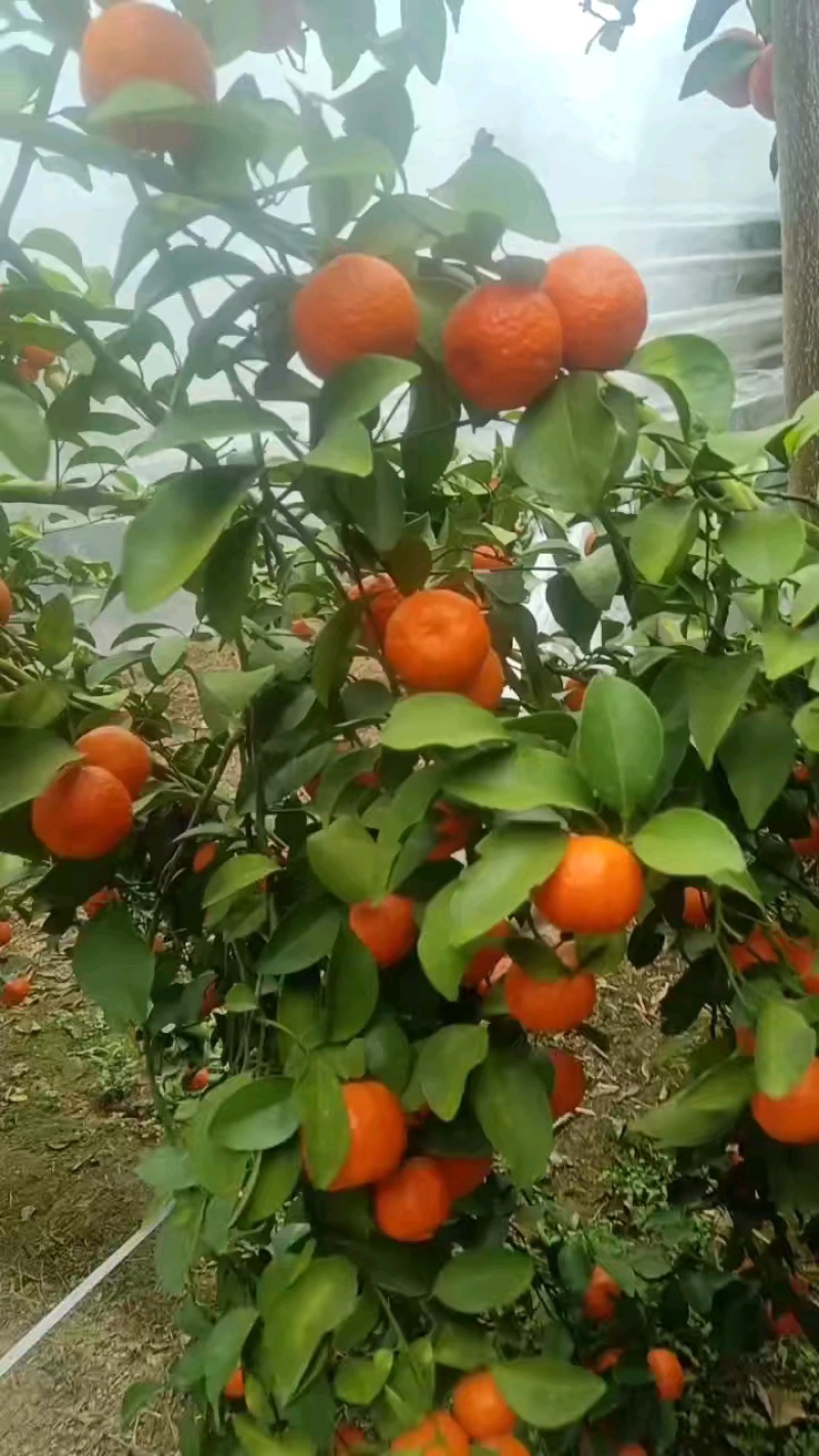 广西阳朔精品砂糖橘柑桔产地直发货量充足量大从优