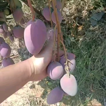 （推荐）贵妃芒果，红金龙，小贵妃，市场果，电商果
