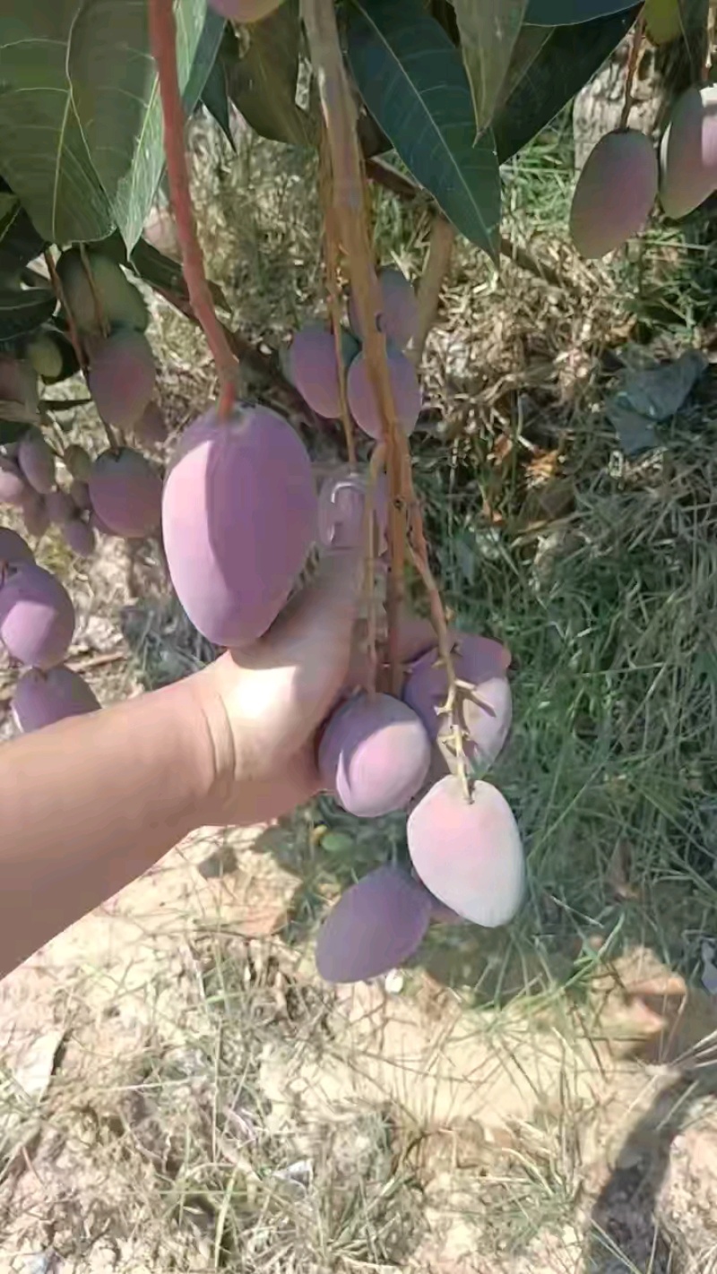 （推荐）贵妃芒果，红金龙，小贵妃，市场果，电商果