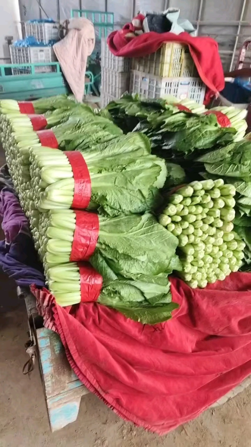 小白菜产地直供质量保证