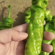 辣椒