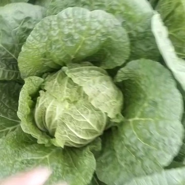 四川黄心白菜大量有货，价位不高，广西干菜品质好
