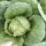 四川黄心白菜大量有货，价位不高，广西干菜品质好