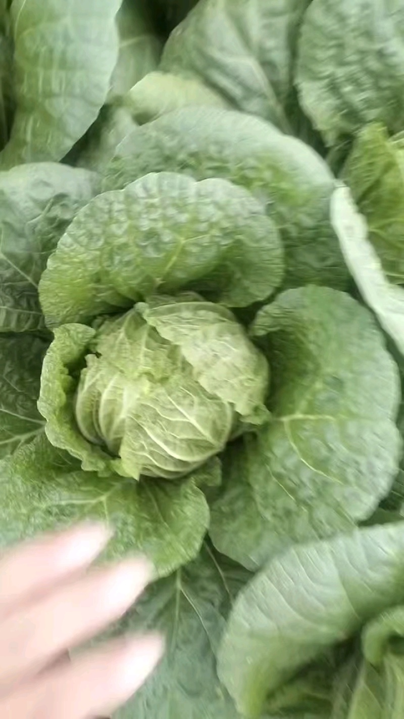 四川黄心白菜大量有货，价位不高，广西干菜品质好