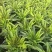 宿州埇桥莴苣好货，品质非常棒。