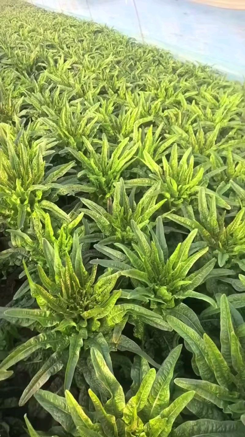 宿州埇桥莴苣好货，品质非常棒。