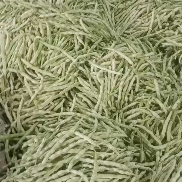 山东产地大量直供九粒白芸豆新品上市产地直销