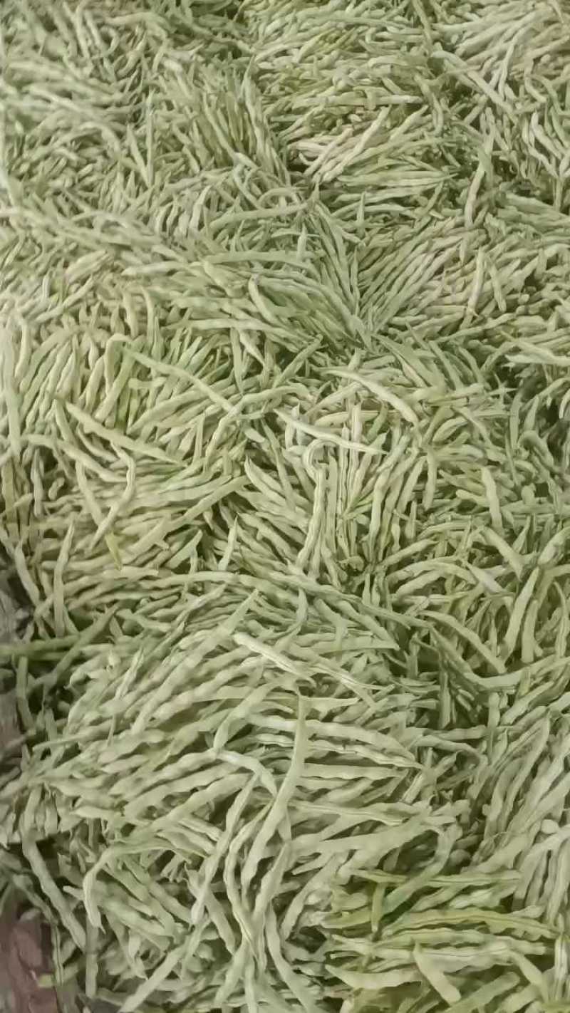 山东产地大量直供九粒白芸豆新品上市产地直销