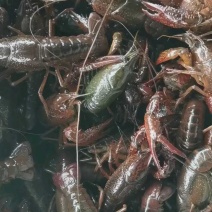 湖北小龙虾，一年四季供应新活虾，规格齐全，一件都是批发价