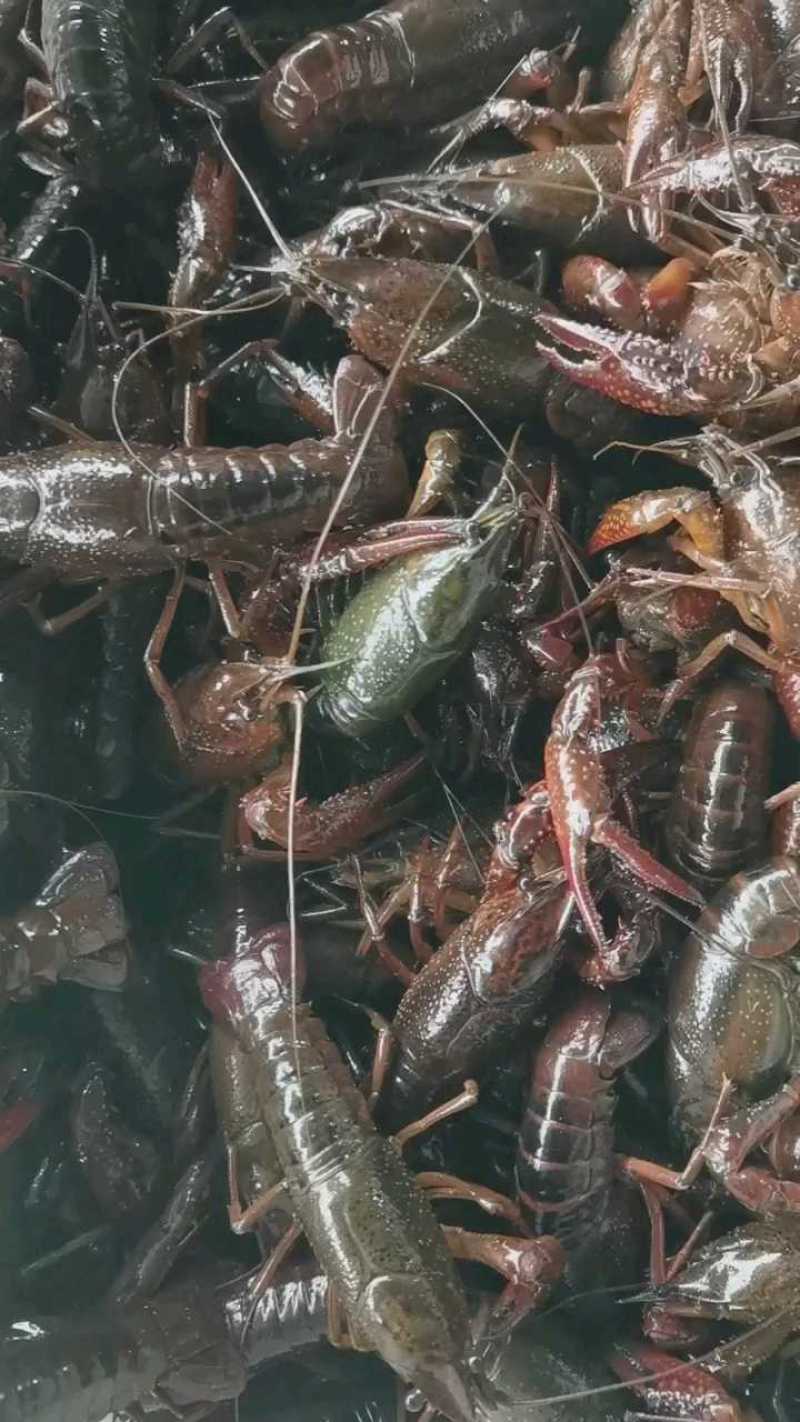 湖北小龙虾，一年四季供应新活虾，规格齐全，一件都是批发价