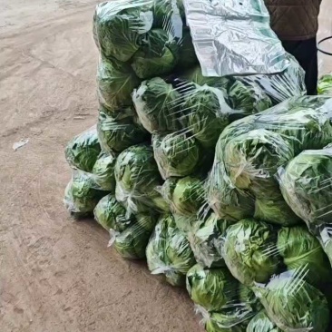 河南焦作博爱甘蓝，颜色绿，个头均匀，货源充足，保质保量。