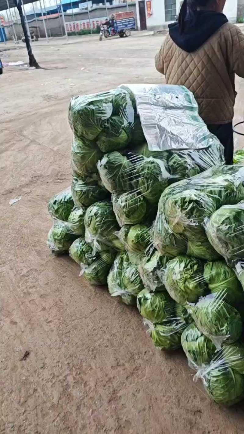 河南焦作博爱甘蓝，颜色绿，个头均匀，货源充足，保质保量。