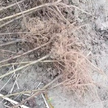 毛桃苗批发批发各种桃苗。规格齐全，0.5一，两公分，通货