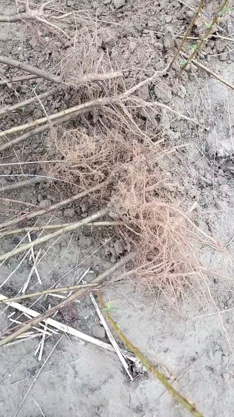 毛桃苗批发批发各种桃苗。规格齐全，0.5一，两公分，通货
