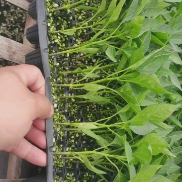 辣椒苗基地直供线椒螺丝椒尖椒薄皮泡椒朝天椒等