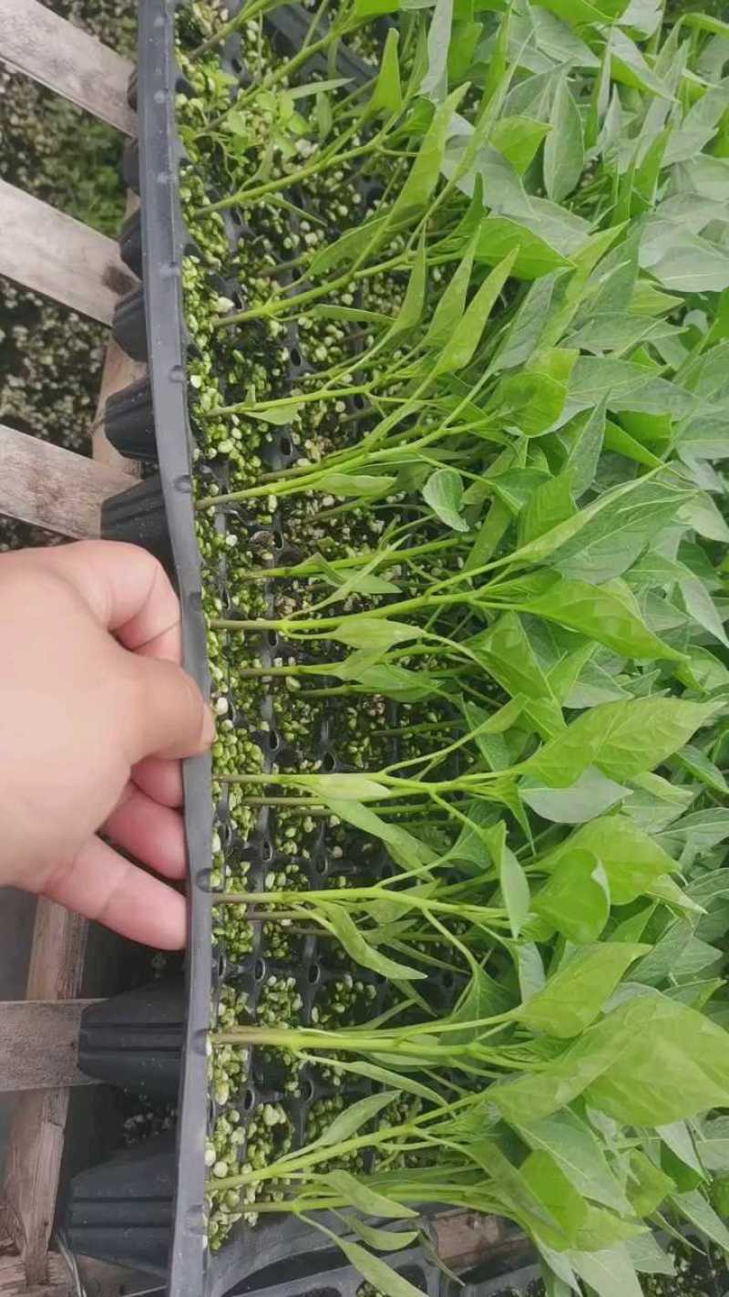辣椒苗基地直供线椒螺丝椒尖椒薄皮泡椒朝天椒等