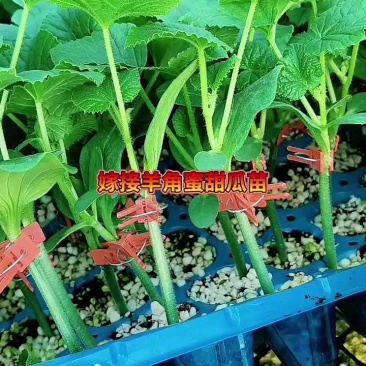 羊角蜜甜瓜苗羊角蜜瓜苗嫁接苗直播苗免费技术指导包回收