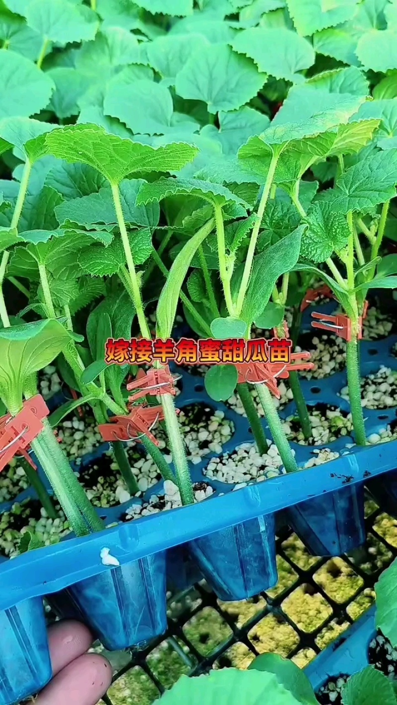 羊角蜜甜瓜苗羊角蜜瓜苗嫁接苗直播苗免费技术指导包回收