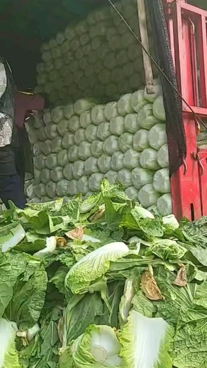 精品蔬菜，质量特别漂亮！