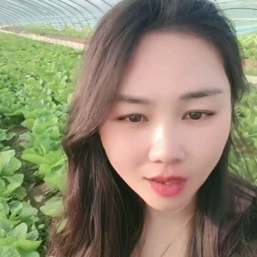 白菜行情过山车，价格波动心跳加速！