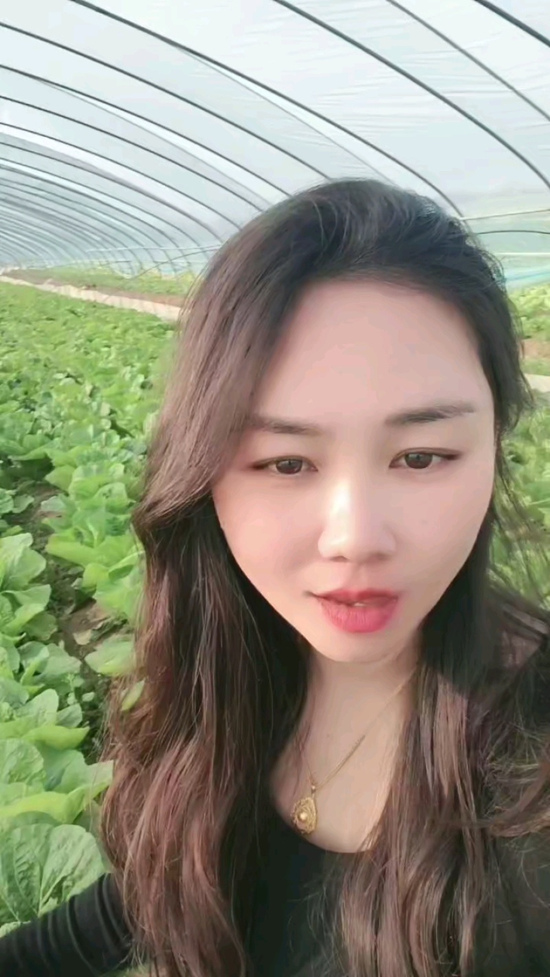 白菜行情过山车，价格波动心跳加速！