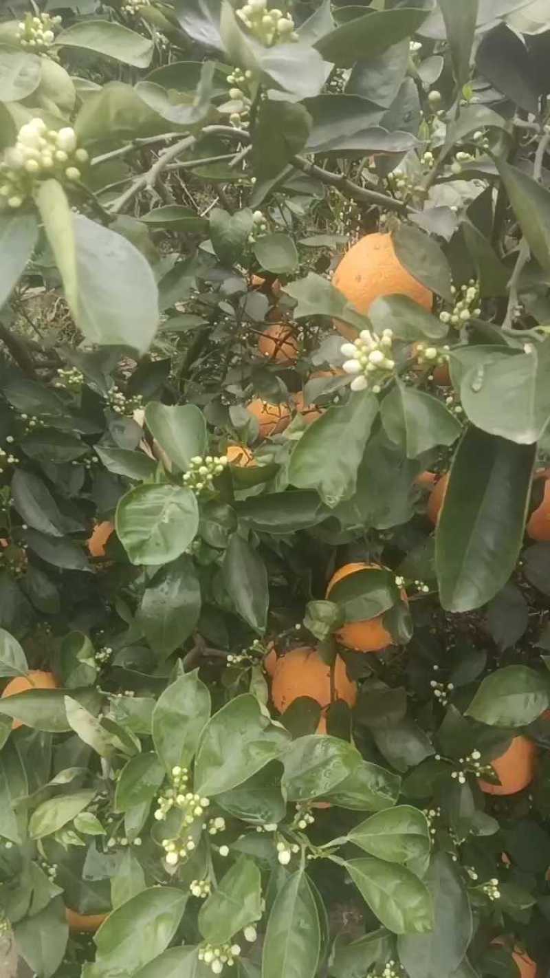 湖北宜昌秭归伦晚脐橙产地直发一手货源批发品质保证价格便宜
