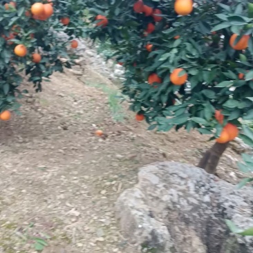 正宗江边红橙，无污染自家种植，开始发货！
