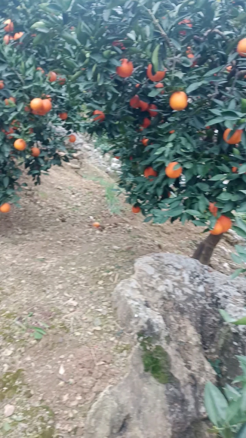正宗江边红橙，无污染自家种植，开始发货！