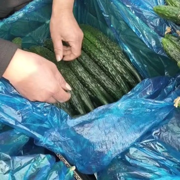 [河南黄瓜]夏邑密刺黄瓜大量上市适合电商，商超，市场批零