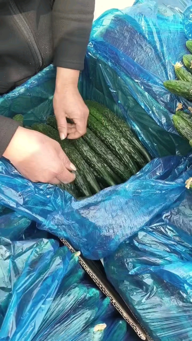 [河南黄瓜]夏邑密刺黄瓜大量上市适合电商，商超，市场批零