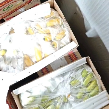 精品香蕉，全年供应，规格齐全，价格便宜，全国直达