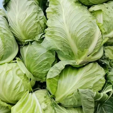 山东聊城中甘甘蓝包菜软包甘蓝规格齐全品质好对接全国