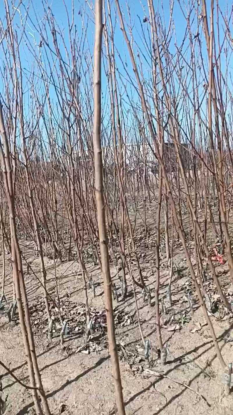 大红袍李子苗，自家苗圃繁育苗，保证纯度保证质量，死苗补发