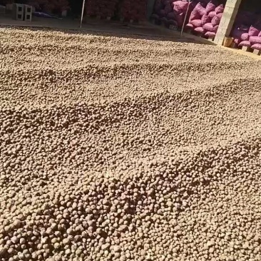土豆现货充足，质量好，欢迎订购！