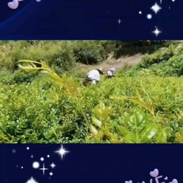 ***控三高藤茶芽尖莓茶