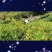 ***控三高藤茶芽尖莓茶