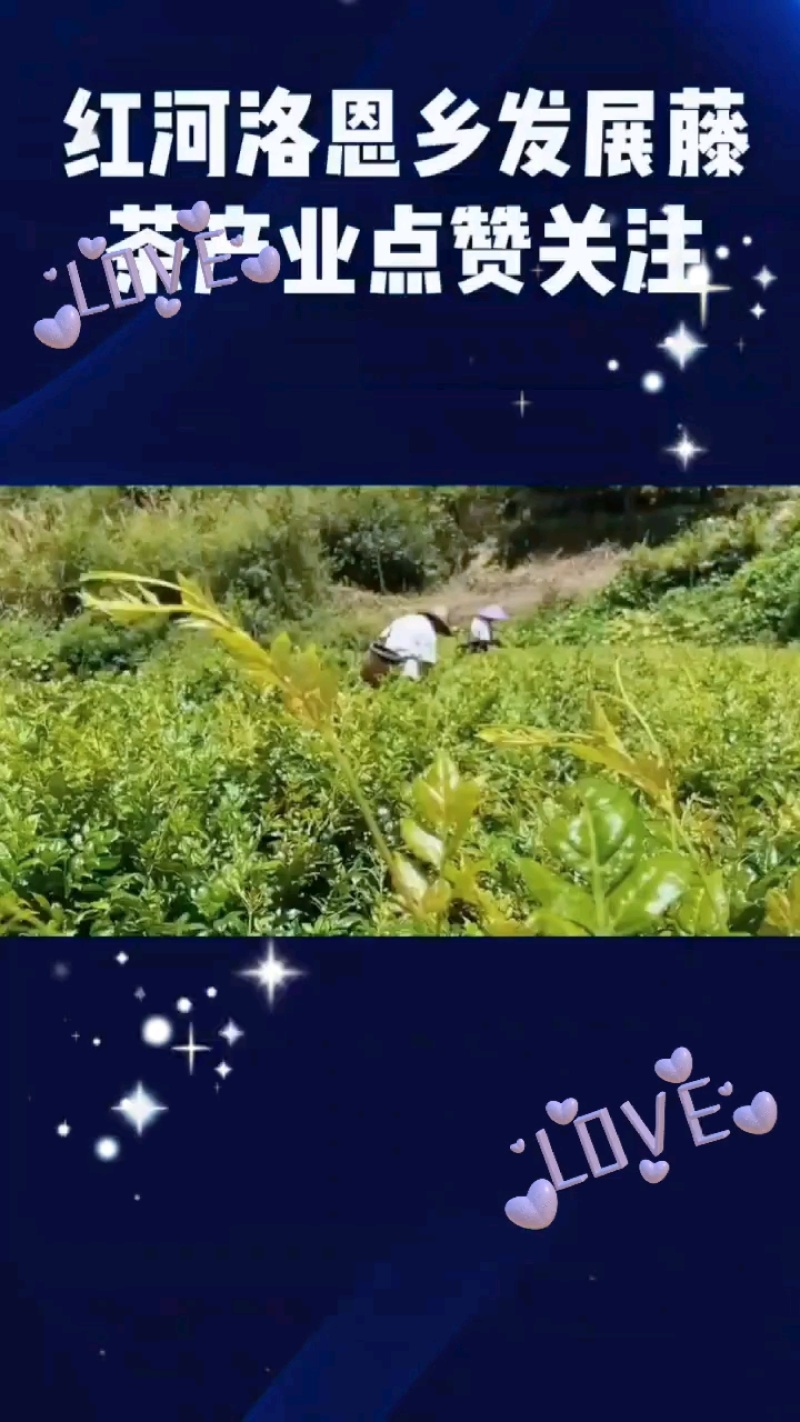 ***控三高藤茶芽尖莓茶