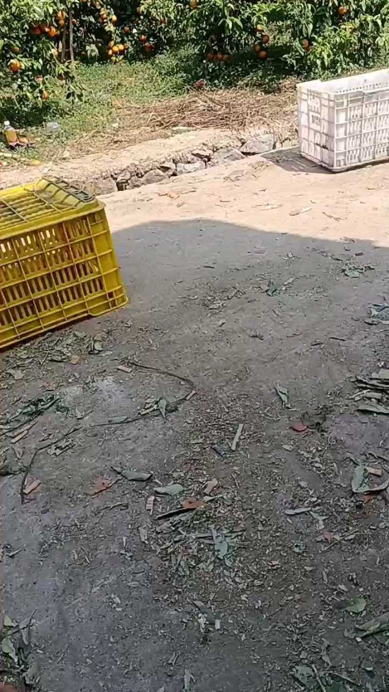 沃柑1.3大量有货新鲜采摘，产地直发，对接全国客户