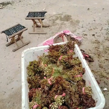 大量香椿芽上市有需求的老板请联系