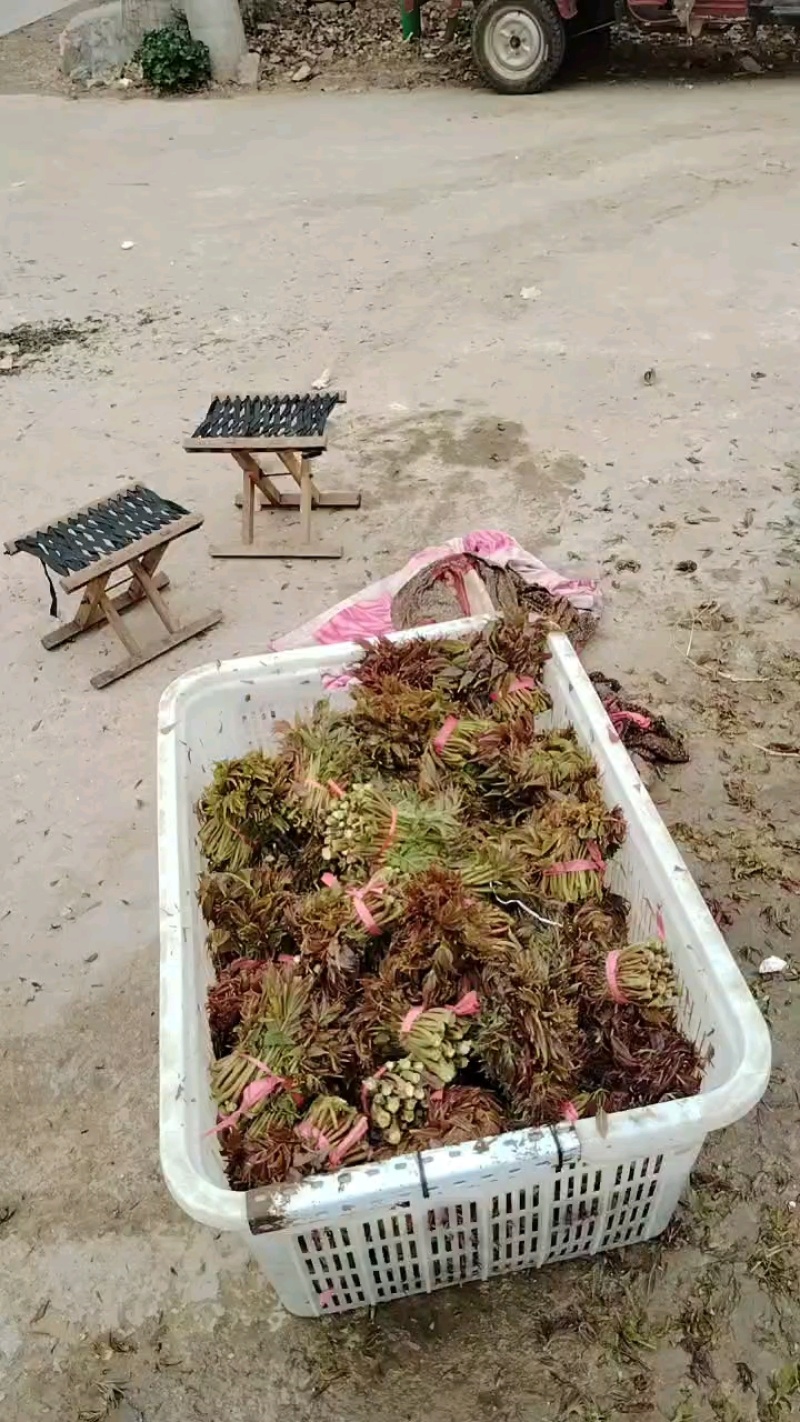 大量香椿芽上市有需求的老板请联系