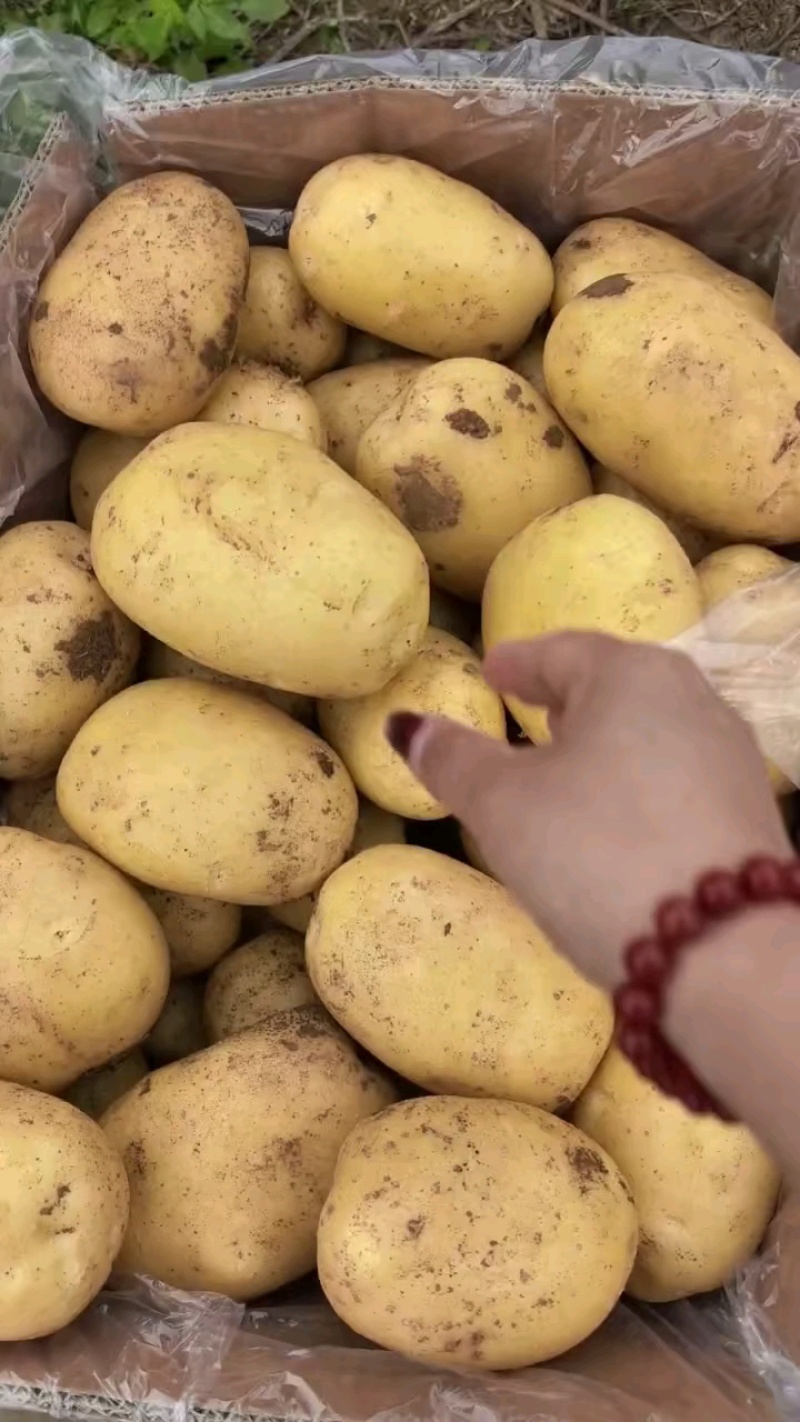 广西土豆大量上市。基地直发，规格齐全品质保证
