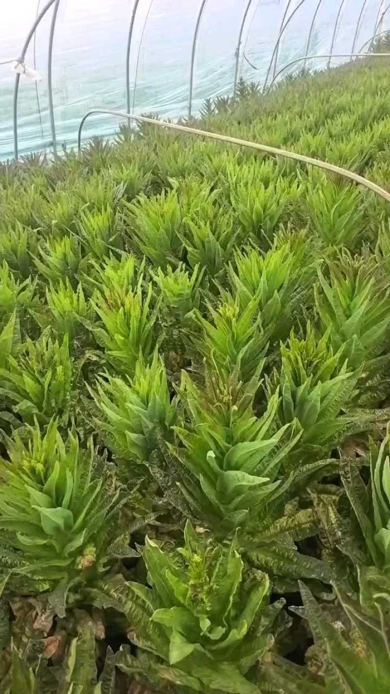 安徽省宿州市，红尖叶莴笋，电商莴笋，市场货，杆子货