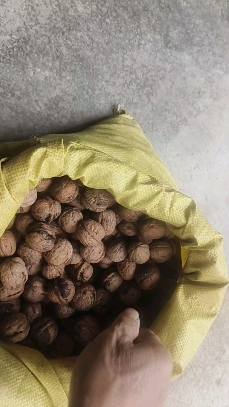 秦岭山老品种核桃，大山深处生长，海拨高生长周期长，口感好