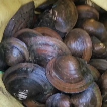 圆蚌湖北黄冈现货菜蚌小蚌肉质鲜嫩白肉饱满常年稳定货源