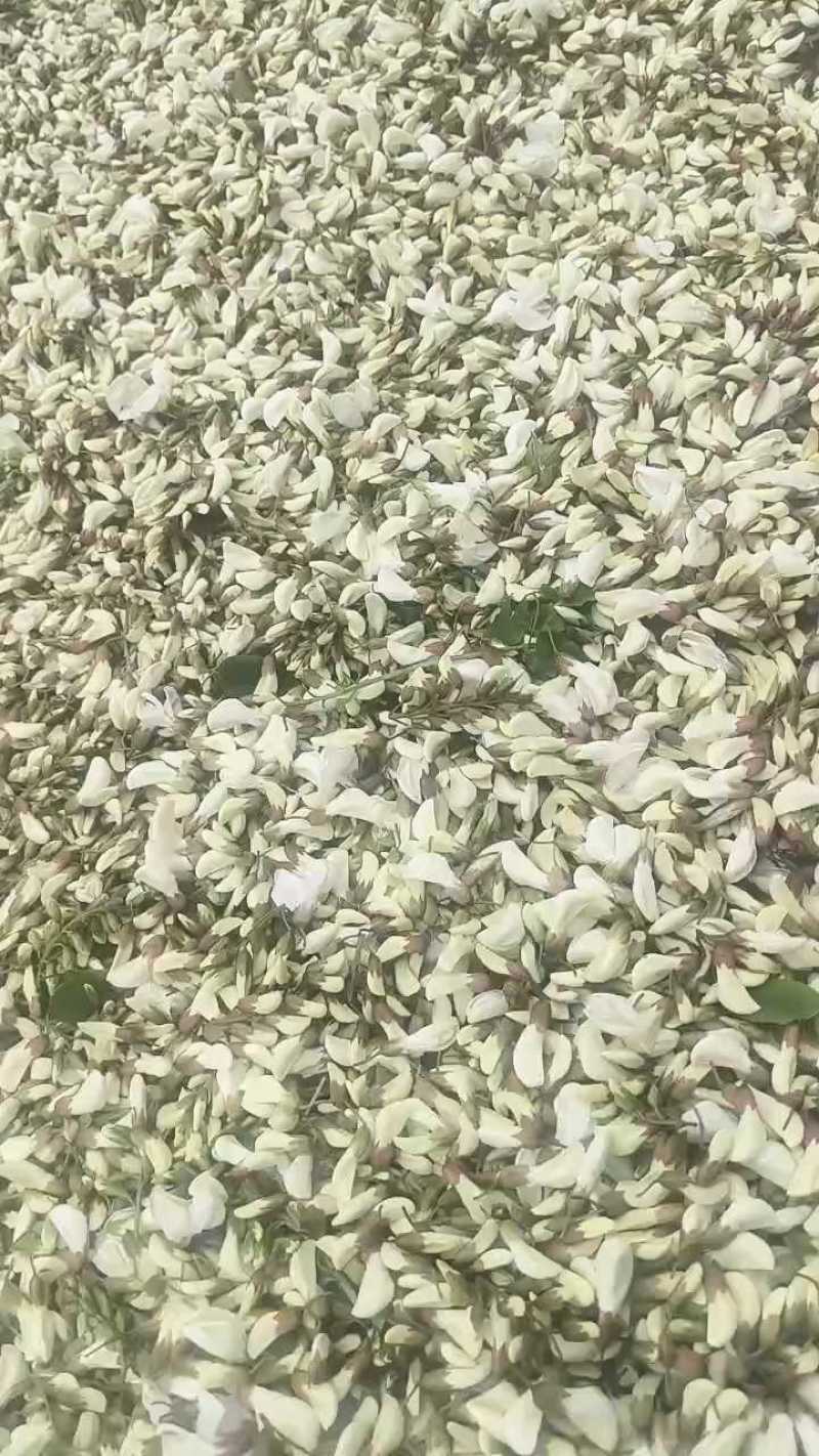 槐花，野菜，洋槐花，含苞待放花骨朵，可供商超，产地直供！