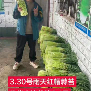 周口淮阳红帽蒜薹供应市场电商一件代发
