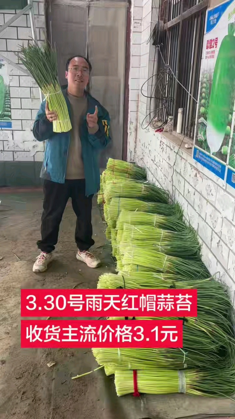 周口淮阳红帽蒜薹供应市场电商一件代发
