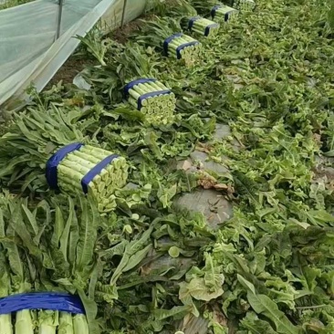 山东精品莴苣，莴苣杆子，大量现货无空心，质量保证，